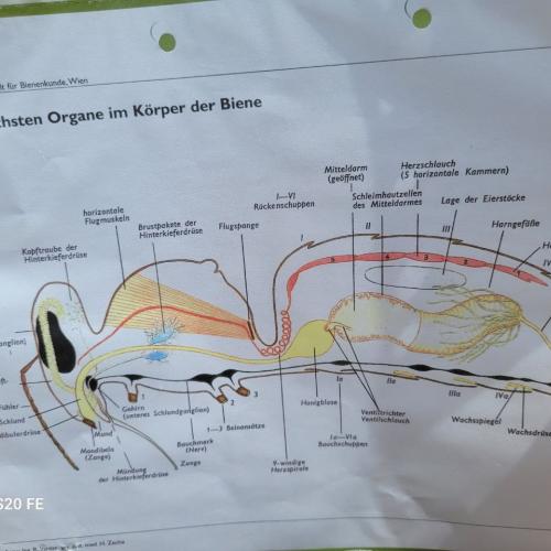 Bienen