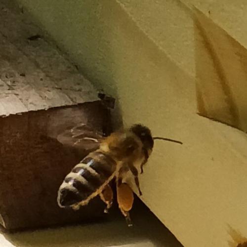 Bienen
